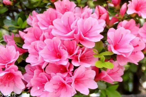 杜鵑花有什么作用嗎 杜鵑花生長在什么環(huán)境里呢 杜鵑花有什么作用嗎 杜鵑花生長在什么環(huán)境里呢