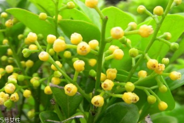 米蘭花是一種什么花呢 米蘭花有什么作用呢 米蘭花是一種什么花呢 米蘭花有什么作用呢