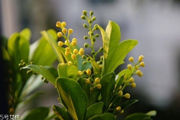 米蘭花是一種什么花呢 米蘭花有什么作用呢 米蘭花是一種什么花呢 米蘭花有什么作用呢