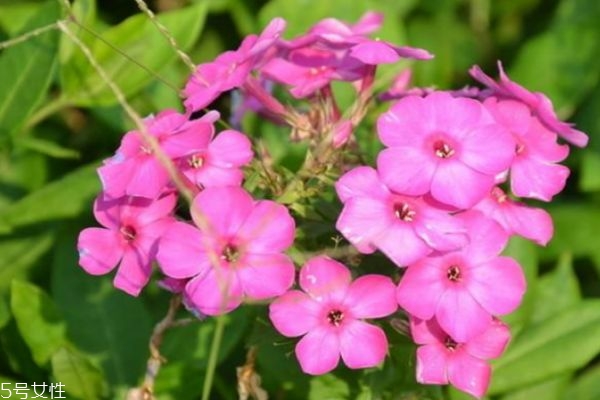 什么是美女櫻呢 美女櫻有什么作用呢 什么是美女櫻呢 美女櫻有什么作用呢