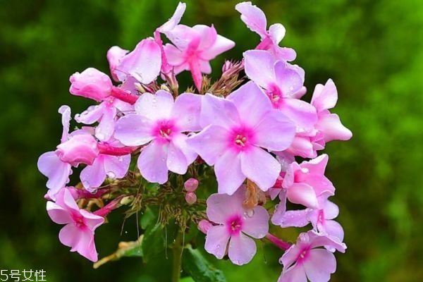 什么是美女櫻呢 美女櫻有什么作用呢 什么是美女櫻呢 美女櫻有什么作用呢