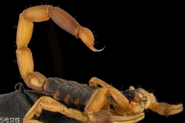 什么是全蝎呢 全蝎有什么作用呢 什么是全蝎呢 全蝎有什么作用呢