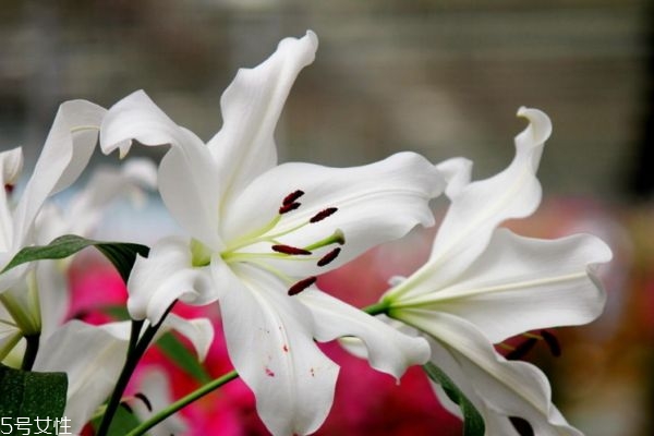 百合有什么作用呢 百合的花語是什么呢 百合有什么作用呢 百合的花語是什么呢