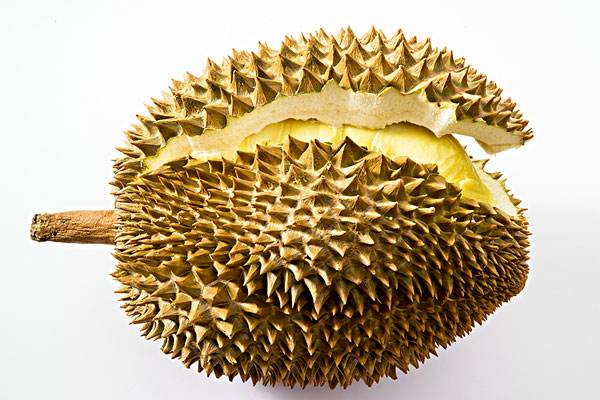 榴蓮對體寒的人有什么好處 榴蓮每天吃多少合適 榴蓮對體寒的人有什么好處 榴蓮每天吃多少合適