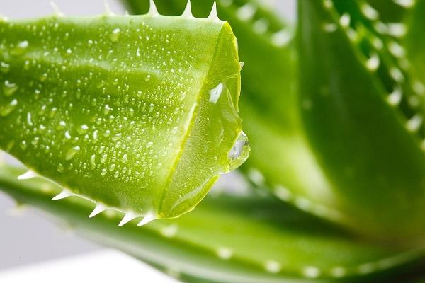 用蘆薈敷臉為什么會癢 蘆薈過敏怎么辦 用蘆薈敷臉為什么會癢 蘆薈過敏怎么辦