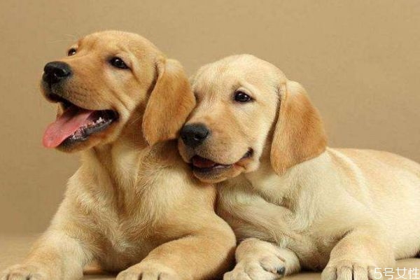 養(yǎng)寵物有什么好處呢 為什么要養(yǎng)寵物呢 養(yǎng)寵物有什么好處呢 為什么要養(yǎng)寵物呢