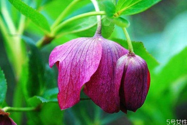 什么是圣誕玫瑰花呢 圣誕玫瑰的花語(yǔ)是什么呢 什么是圣誕玫瑰花呢 圣誕玫瑰的花語(yǔ)是什么呢