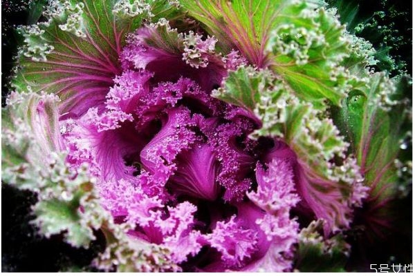 什么是羽衣甘藍呢 羽衣甘藍有什么作用呢 什么是羽衣甘藍呢 羽衣甘藍有什么作用呢