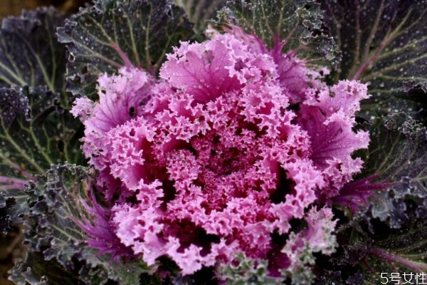 什么是羽衣甘藍(lán)呢 羽衣甘藍(lán)有什么作用呢 什么是羽衣甘藍(lán)呢 羽衣甘藍(lán)有什么作用呢