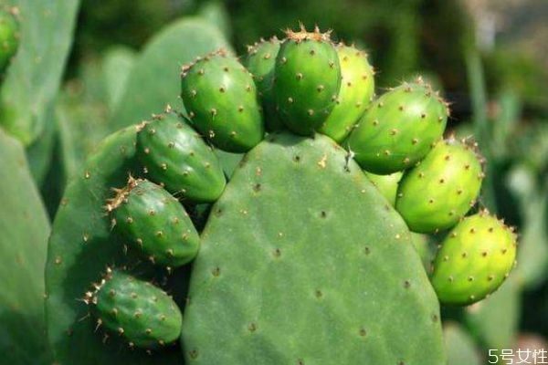 仙人掌可以凈化空氣嗎 仙人掌的生長(zhǎng)環(huán)境是怎么樣的呢 仙人掌可以凈化空氣嗎 仙人掌的生長(zhǎng)環(huán)境是怎么樣的呢