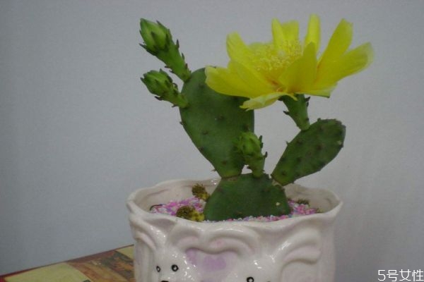 仙人掌可以開花嗎 仙人掌的種類有什么呢 仙人掌可以開花嗎 仙人掌的種類有什么呢