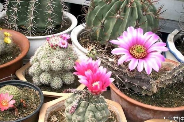 仙人掌能吃嗎 仙人掌可以怎么吃呢 仙人掌能吃嗎 仙人掌可以怎么吃呢