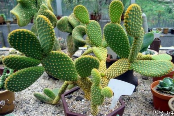 仙人掌的營(yíng)養(yǎng)價(jià)值 仙人掌的功效與作用 仙人掌的營(yíng)養(yǎng)價(jià)值 仙人掌的功效與作用
