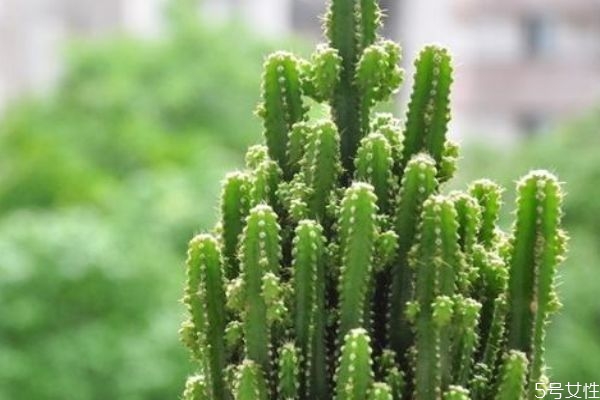 仙人掌的營(yíng)養(yǎng)價(jià)值 仙人掌的功效與作用 仙人掌的營(yíng)養(yǎng)價(jià)值 仙人掌的功效與作用