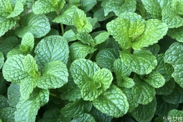 薄荷可以開(kāi)花嗎 薄荷對(duì)人體有什么好處呢 薄荷可以開(kāi)花嗎 薄荷對(duì)人體有什么好處呢