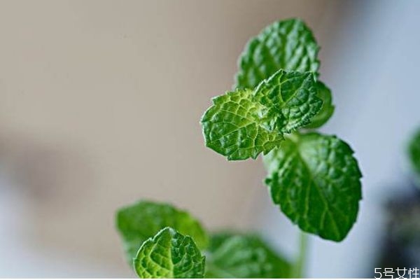 薄荷可以開(kāi)花嗎 薄荷對(duì)人體有什么好處呢 薄荷可以開(kāi)花嗎 薄荷對(duì)人體有什么好處呢