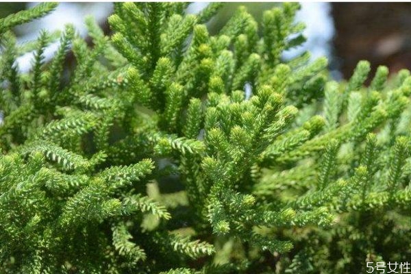 南洋杉會開花嗎 南洋杉有毒嗎 南洋杉會開花嗎 南洋杉有毒嗎