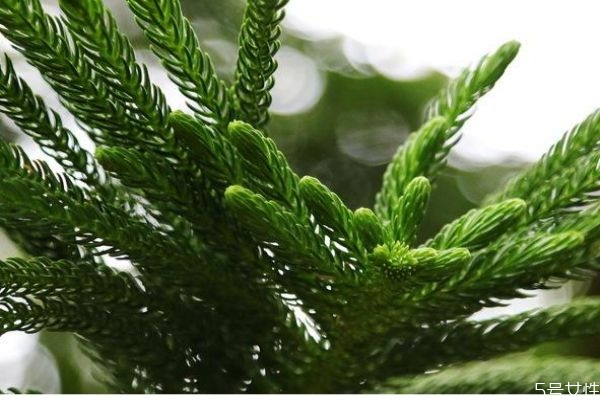 南洋杉會開花嗎 南洋杉有毒嗎 南洋杉會開花嗎 南洋杉有毒嗎