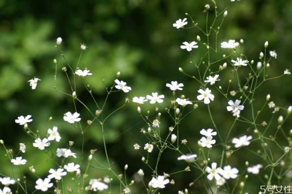 滿天星是一種什么植物呢 滿天星種植需要注意什么呢 滿天星是一種什么植物呢 滿天星種植需要注意什么呢