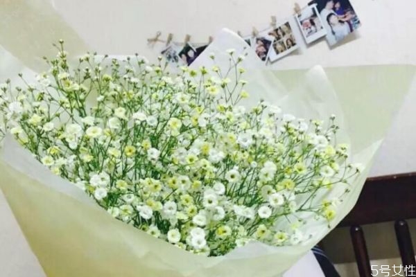 滿天星是一種什么植物呢 滿天星種植需要注意什么呢 滿天星是一種什么植物呢 滿天星種植需要注意什么呢