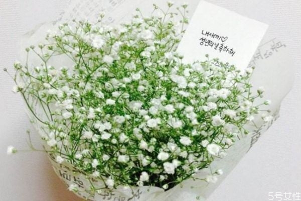 滿天星是一種什么植物呢 滿天星種植需要注意什么呢