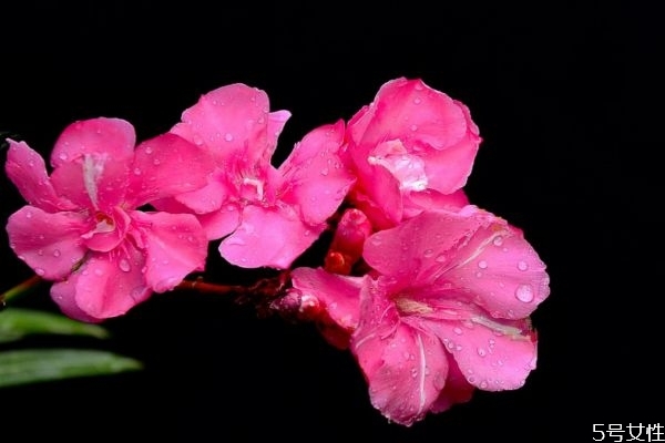 夾竹桃是一種什么植物呢 夾竹桃有什么作用呢 夾竹桃是一種什么植物呢 夾竹桃有什么作用呢