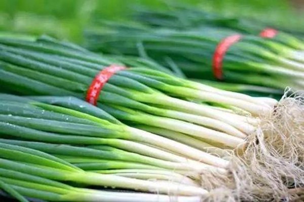 大蔥放冰箱保存嗎 大蔥怎么保存時(shí)間最長 大蔥放冰箱保存嗎 大蔥怎么保存時(shí)間最長