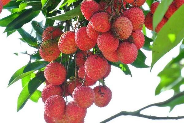 荔枝泡在水里容易壞嗎 荔枝能夠泡酒嗎 荔枝泡在水里容易壞嗎 荔枝能夠泡酒嗎