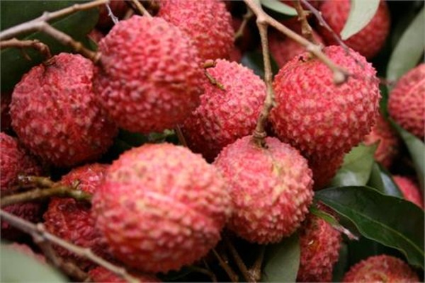 荔枝泡在水里容易壞嗎 荔枝能夠泡酒嗎 荔枝泡在水里容易壞嗎 荔枝能夠泡酒嗎
