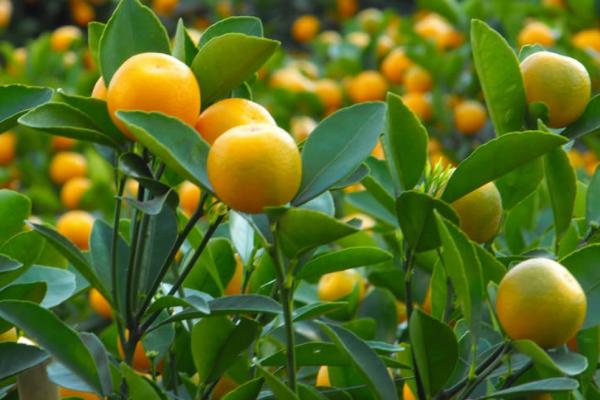 金桔檸檬膏有什么作用 金桔檸檬膏要熬多久 金桔檸檬膏有什么作用 金桔檸檬膏要熬多久