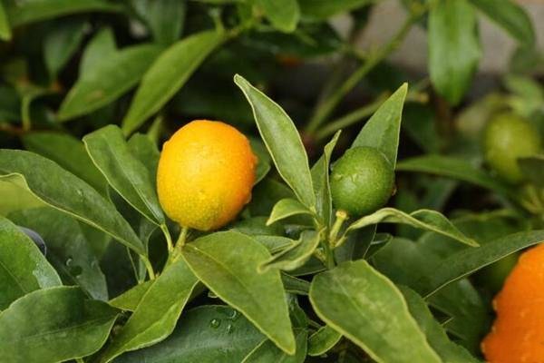 金桔檸檬膏有什么作用 金桔檸檬膏要熬多久 金桔檸檬膏有什么作用 金桔檸檬膏要熬多久