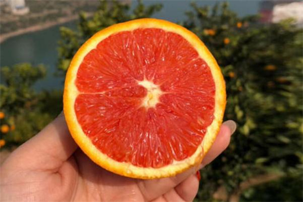 血橙不能和什么一起吃 什么人不適合吃血橙 血橙不能和什么一起吃 什么人不適合吃血橙
