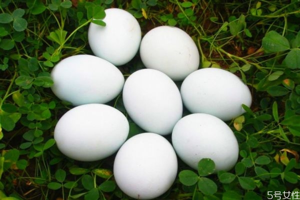 鵝蛋的熱量高嗎 吃鵝蛋會長胖嗎