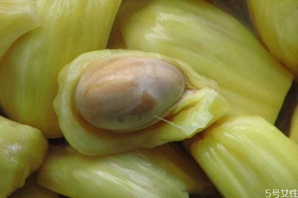 菠蘿蜜的核可以吃嗎 菠蘿蜜的核有什么作用呢 菠蘿蜜的核可以吃嗎 菠蘿蜜的核有什么作用呢