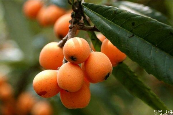 枇杷果能直接吃嗎 枇杷果怎么吃治咳嗽 枇杷果能直接吃嗎 枇杷果怎么吃治咳嗽