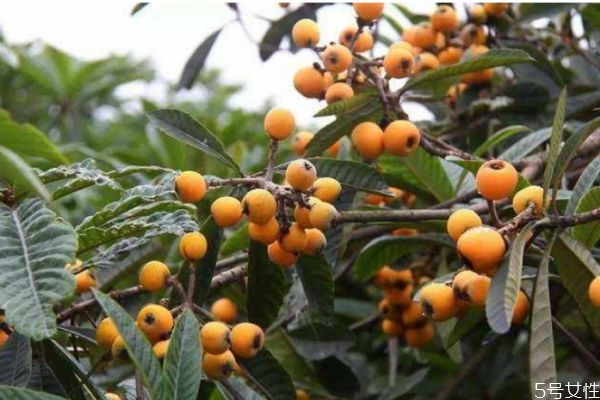 哪些人不宜吃枇杷 吃枇杷的禁忌 哪些人不宜吃枇杷 吃枇杷的禁忌