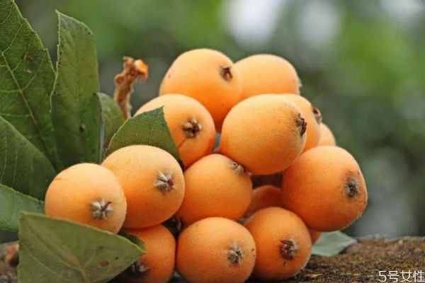 枇杷果能直接吃嗎 枇杷果怎么吃治咳嗽 枇杷果能直接吃嗎 枇杷果怎么吃治咳嗽