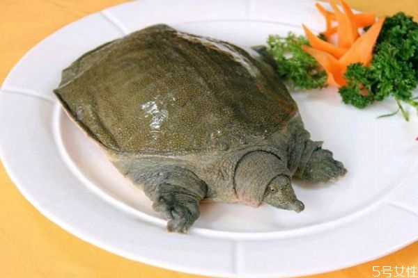 甲魚是魚嗎 甲魚有什么營養(yǎng)價(jià)值呢 甲魚是魚嗎 甲魚有什么營養(yǎng)價(jià)值呢
