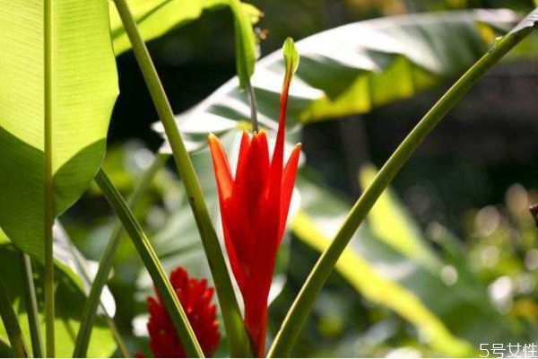 紅蕉是一種什么植物呢 紅蕉的作用有什么呢 紅蕉是一種什么植物呢 紅蕉的作用有什么呢