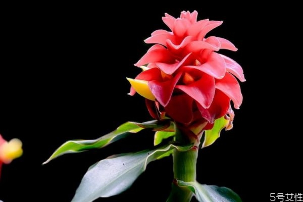 紅蕉是一種什么植物呢 紅蕉的作用有什么呢 紅蕉是一種什么植物呢 紅蕉的作用有什么呢