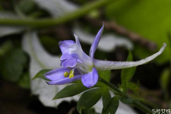 還亮草是一種什么植物呢 還亮草的作用有什么呢 還亮草是一種什么植物呢 還亮草的作用有什么呢