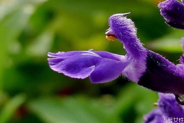 還亮草是一種什么植物呢 還亮草的作用有什么呢 還亮草是一種什么植物呢 還亮草的作用有什么呢