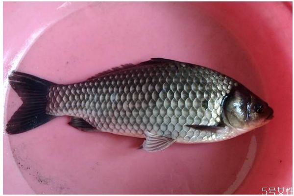 鯽魚有什么營養(yǎng)價值呢 鯽魚怎么做好吃呢 鯽魚有什么營養(yǎng)價值呢 鯽魚怎么做好吃呢