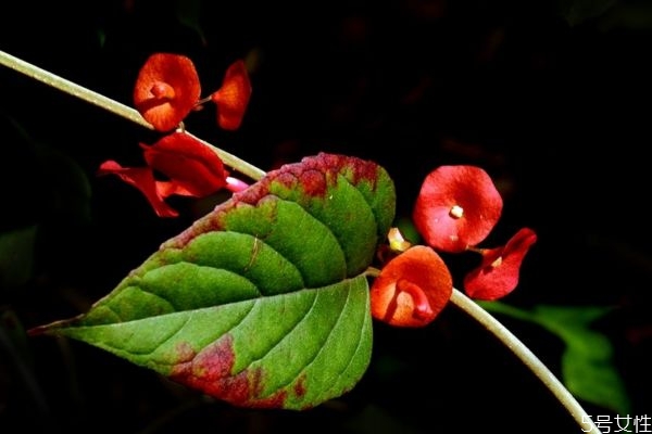 冬紅是一種什么植物呢 冬紅有什么作用呢 冬紅是一種什么植物呢 冬紅有什么作用呢