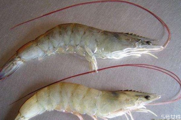 白蝦的種類有什么呢 脊尾白蝦怎么做好吃呢 白蝦的種類有什么呢 脊尾白蝦怎么做好吃呢