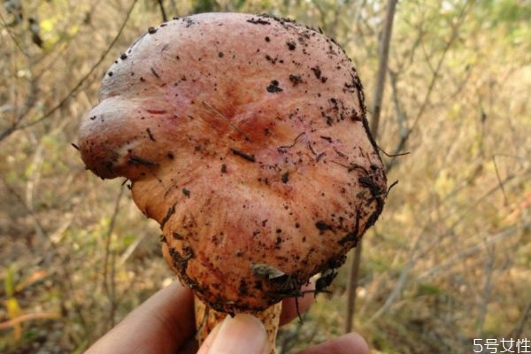 吃松蘑有什么注意的嗎 松蘑孕婦可以吃嗎 吃松蘑有什么注意的嗎 松蘑孕婦可以吃嗎