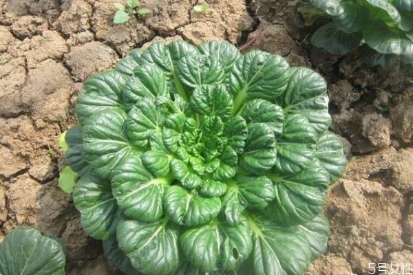 什么是烏塌菜呢 吃烏塌菜有什么作用呢 什么是烏塌菜呢 吃烏塌菜有什么作用呢