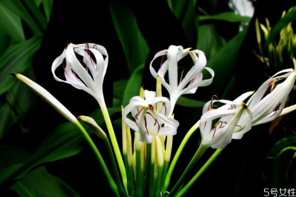 文殊蘭是一種什么植物呢 文殊蘭有什么作用呢 文殊蘭是一種什么植物呢 文殊蘭有什么作用呢