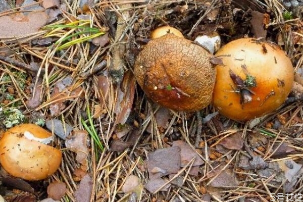 松蘑和什么一起吃最有營養(yǎng) 松蘑和什么一起吃最有營養(yǎng)