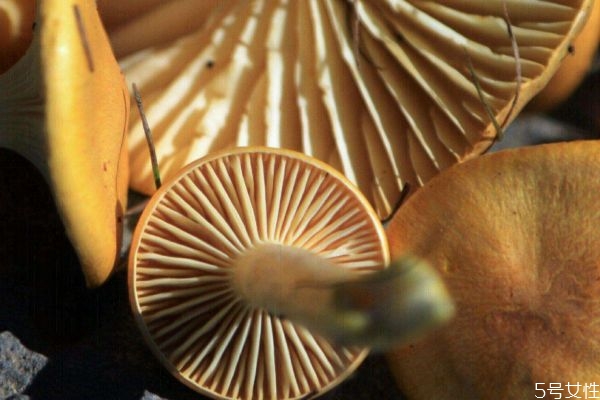 松蘑和土豆片能一起吃嗎 松蘑和土豆片能一起吃嗎